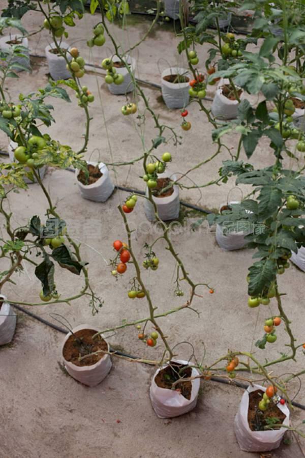 番茄花园案件,番茄花园版权事件